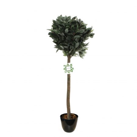 Bay Leaf Tree (sold in 2s)